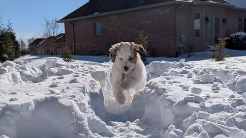 Dobby Jumping Through the Snow